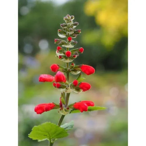 ベニバナサルビア（紅花サルビア） (Salvia coccinea)-i