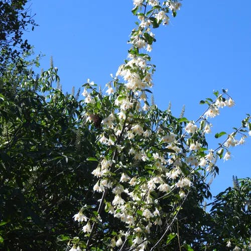 アンソクコウノキ（安息香木） (Styrax benzoin)-i