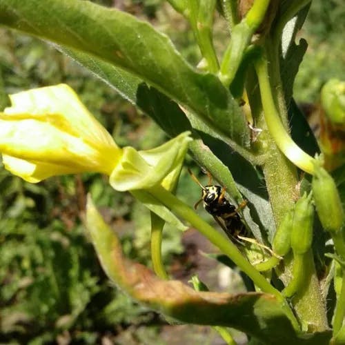 メマツヨイグサ（雌待宵草） (Oenothera biennis)-i