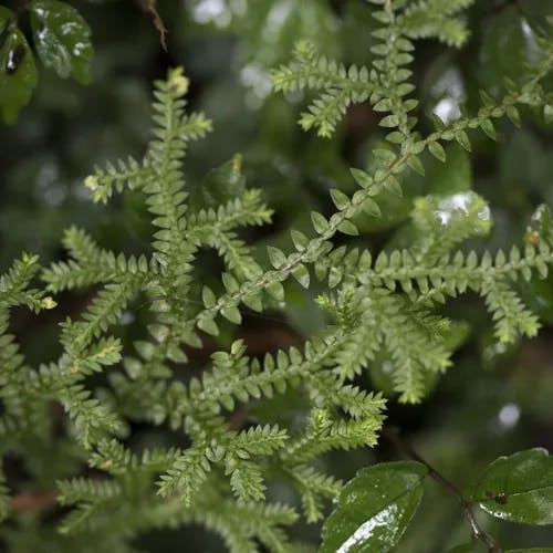 クラマゴケ（鞍馬苔） (Selaginella remotifolia)-i