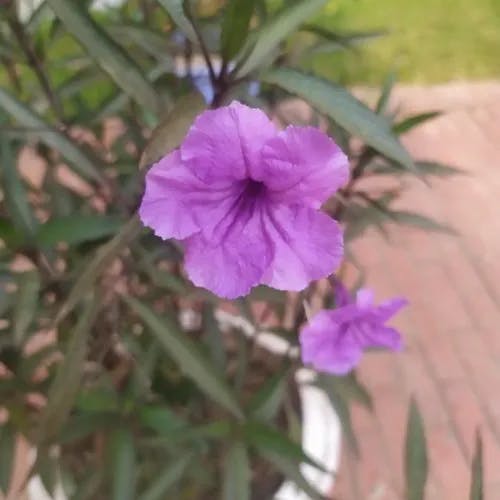 ヤナギバルイラソウ（栁葉ルイラ草） (Ruellia simplex)-i