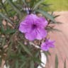 ヤナギバルイラソウ（栁葉ルイラ草） (Ruellia simplex)-i