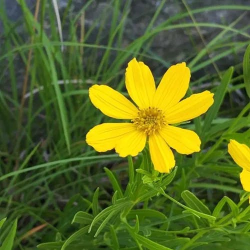 Prairie coreopsis (Coreopsis palmata)-i