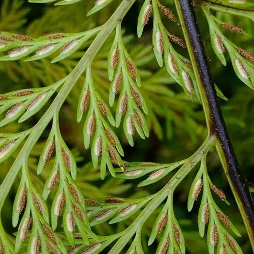 Mother fern (Asplenium bulbiferum)-i