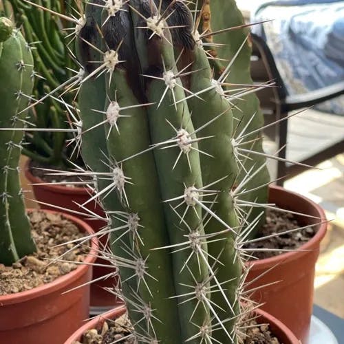 Toothpick cactus (Stetsonia coryne)-i