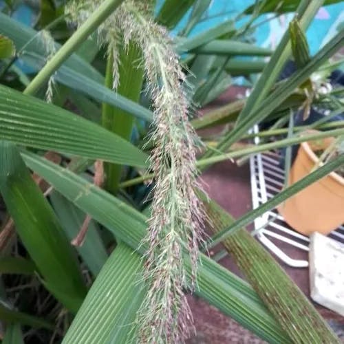 ササキビ（笹黍） (Setaria palmifolia)-i