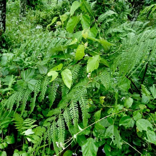 ナチシダ（那智羊歯） (Pteris wallichiana)-i