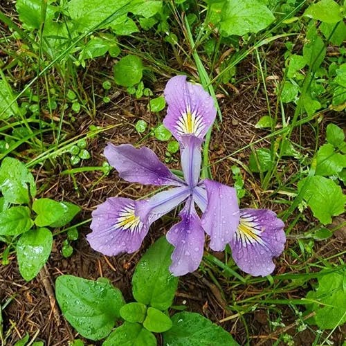 Marin iris (Iris douglasiana)-i