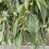 European hackberry (Celtis australis)-i