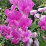 スイートピー (Lathyrus odoratus)-i