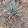 Twistleaf yucca (Yucca pallida)-i