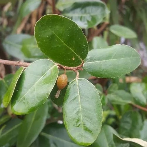 Cherry elaeagnus (Elaeagnus multiflora)-i