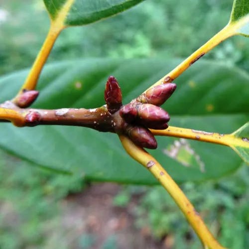 アカガシ（赤樫） (Quercus acuta)-i