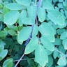 Chinese meadow rue (Thalictrum delavayi)-i