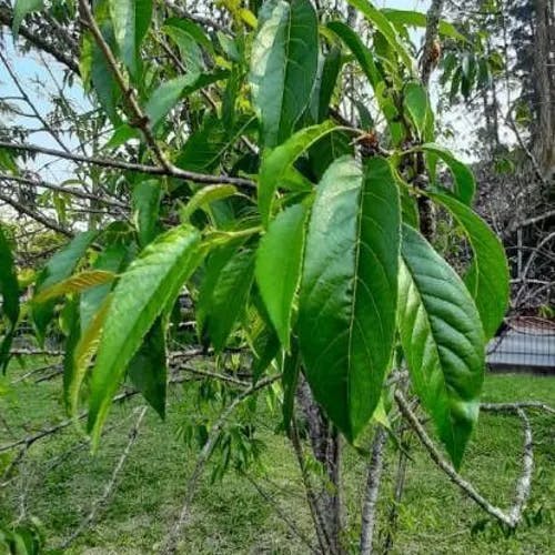 ハンノキ（榛木） (Alnus japonica)-i