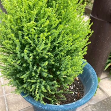 Atlantic white cypress