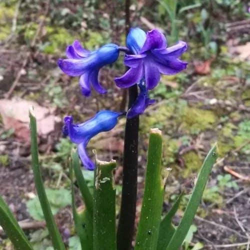 ヒヤシンス（風信子） (Hyacinthus orientalis)-i