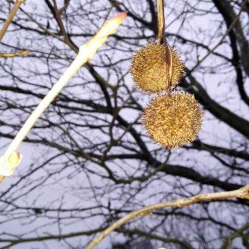 アメリカスズカケノキ（亜米利加鈴懸木） (Platanus occidentalis)-i