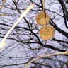 アメリカスズカケノキ（亜米利加鈴懸木） (Platanus occidentalis)-i