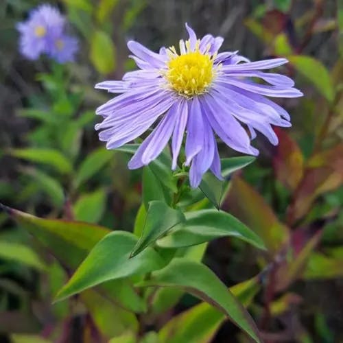 European michaelmas daisy (Aster amellus)-i