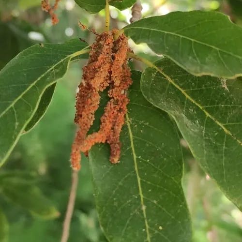 Netleaf white oak (Quercus polymorpha)-i