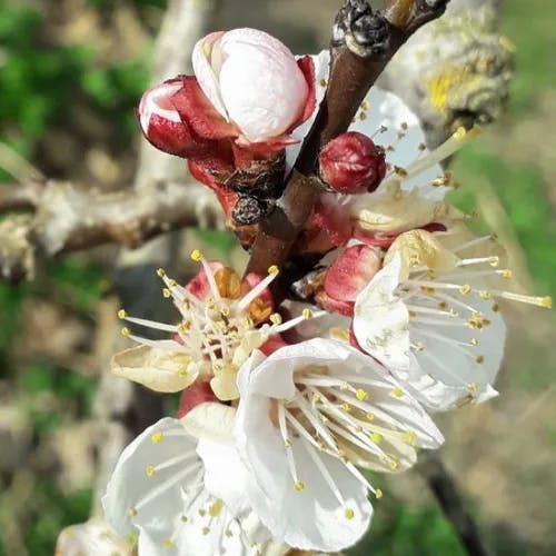 アンズ（杏） (Prunus armeniaca)-i