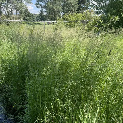 ヤマアワ（山粟） (Calamagrostis epigeios)-i