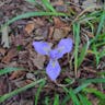 カンザキアヤメ（寒咲菖蒲） (Iris unguicularis)-i