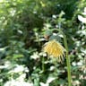 Yellow thistle (Cirsium erisithales)-i