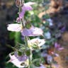 クラリセージ (Salvia sclarea)-i