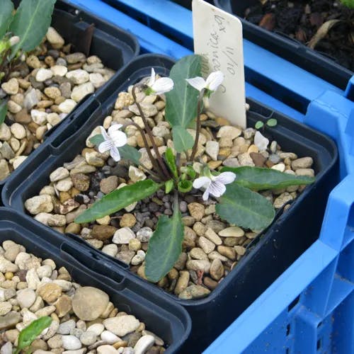 コスミレ（小菫） (Viola japonica)-i