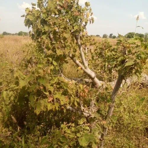 Tick tree (Sterculia africana)-i