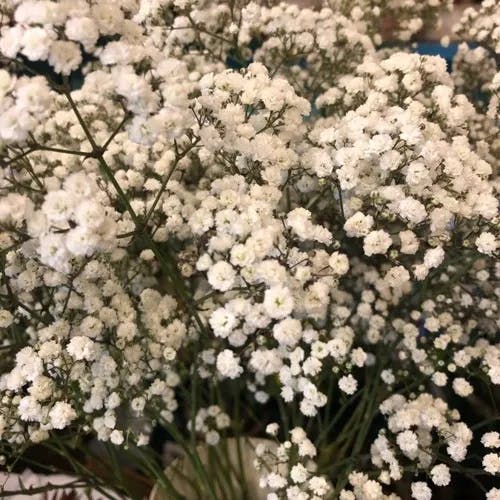 シュッコンカスミソウ（宿根霞草） (Gypsophila paniculata)-i