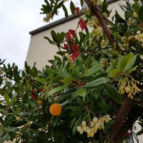 Irish strawberry-tree (Arbutus unedo)-i