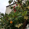 Irish strawberry-tree (Arbutus unedo)-i