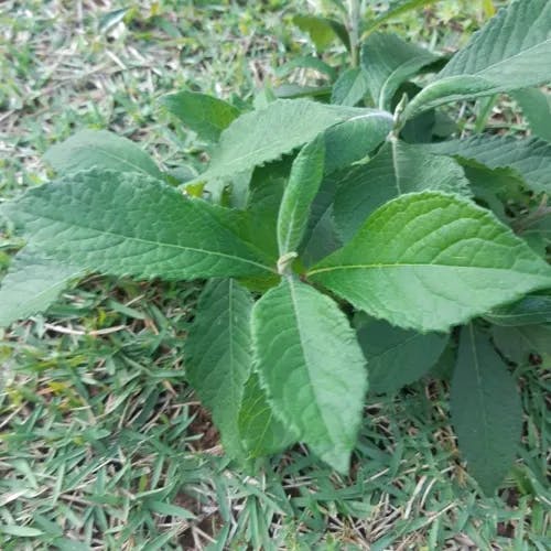 Western ironweed (Vernonia baldwinii)-i