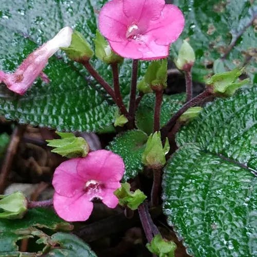 Flame-violet (Episcia cupreata)-i