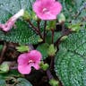 Flame-violet (Episcia cupreata)-i