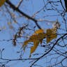 アカシデ（赤四手） (Carpinus laxiflora)-i