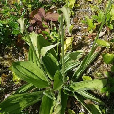 Queen lady's-slipper