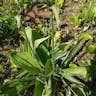 Queen lady's-slipper (Cypripedium reginae)-i