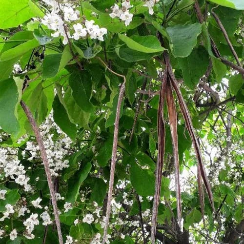 アメリカキササゲ（亜米利加木豆豇） (Catalpa bignonioides)-i