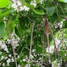 アメリカキササゲ（亜米利加木豆豇） (Catalpa bignonioides)-i