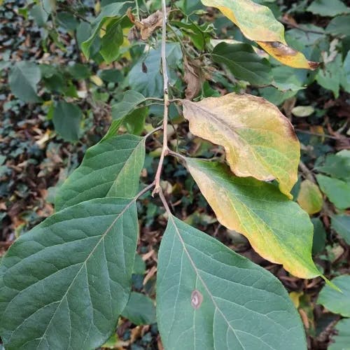 アサガラ（麻殻） (Pterostyrax corymbosus)-i