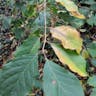 アサガラ（麻殻） (Pterostyrax corymbosus)-i