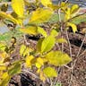 American fringetree (Chionanthus virginicus)-i