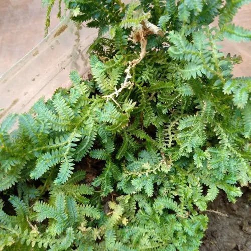 コンテリクラマゴケ（紺照鞍馬苔） (Selaginella uncinata)-i