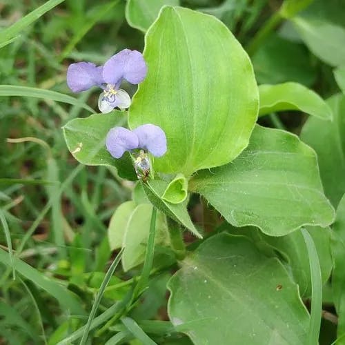 マルバツユクサ（丸葉露草） (Commelina benghalensis)-i