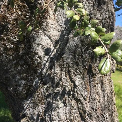 Canyon live oak (Quercus chrysolepis)-i