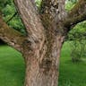 Sawthorn oak (Quercus acutissima)-i